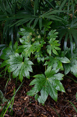 混沌とした世の中。地球温暖化が加速度的に進行する今の地球環境。私たちは何をしたらいいのか、どうすべきなのか？　母なる地球の崩壊が見え隠れする。それは現実のものとして我々に迫ってきている。さあ、おののき、不安、恐怖に駆られている場合ではない。この地球を守り後世に引き継いでいくためにも、私たちは立ち上がり、行動に移す時が来た。