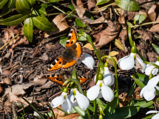 Couple of the small tortoiseshell butterflies (Aglais urticae) on snowdrops. The orange butterfly with black and yellow markings and a ring of blue spots around the edge of the wings