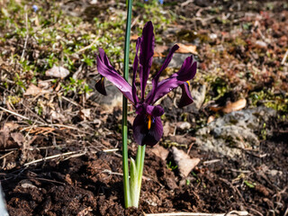 Close-up shot of the cultivar of the netted iris or golden netted iris (Iris reticulata) 'George' with deep violet-purple petals with an orange blaze on the falls flowering in spring