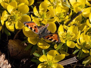 Close-up shot of the small tortoiseshell butterfly (Aglais urticae) with damaged wings on yellow flower blooms in spring
