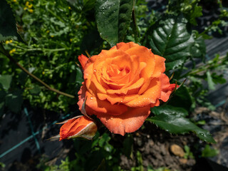 Close-up shot of bright orange spray rose 'Alegria' in garden scenery in summer