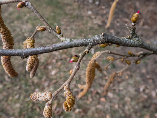 Macro shot of small, pink and magenta female buds and flowers at the tips of branches of the hazelnut tree. The flowers bloom before the leaves emerge. Hazelnuts in bloom
