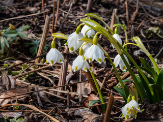 The spring snowflakes - Leucojum vernum - with single white flowers with greenish marks near the tip of the tepal flowering in early spring. Spring floral garden scenery