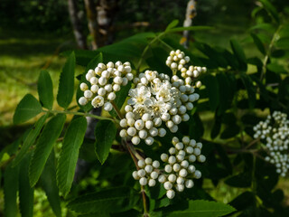 Close-up shot of white flowers of the rowan or mountain-ash (Sorbus aucuparia) blooming in bright sunlight in spring
