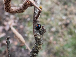 The pine ladybird or pine lady beetle - Exochomus quadripustulatus - walking on a branch of a hazel tree in spring. Elytra are black with two red comma-shaped and two smaller red round spots