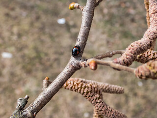 The pine ladybird or pine lady beetle - Exochomus quadripustulatus - walking on a branch of a hazel tree in spring. Elytra are black with two red comma-shaped and two smaller red round spots
