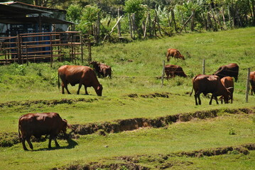 cows in the field