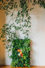wall flowers. green plant display up against white brick wall with vines hanging
