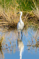 Fototapeta premium A white snowy egret bird is wading while hunting in the shallow water marsh of the Bailey Tract of Ding Darling National Wildlife Refuge on Sanibel Island, Florida.
