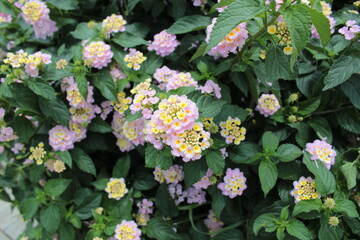 Pink coloured lantana. Lantana camara in the garden