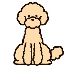 かわいいスタンダードプードル　クリーム色