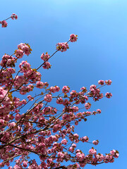 pink peony flower tree in the sky