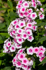 Beautiful inflorescences of phlox paniculate soft pink with a bright core, magnificent abundant...