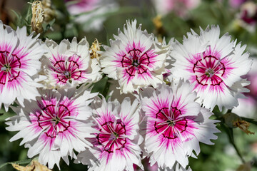 Attractive pink-cored white Chinese carnation (Dianthus chinensis) flowers blooming profusely on a sunny summer day
