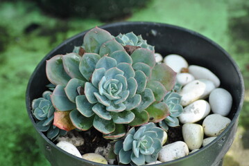 Obraz premium cactus in a pot