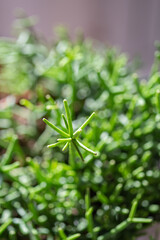 The leaf of the house plant is close.