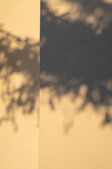 The shadow of a fir tree on the wall in the light of the setting sun.