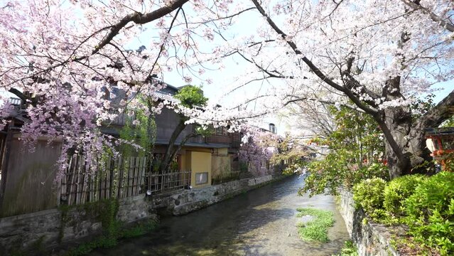 kyoto gionshirakawa Cherry Blossoms 2022(京都 祇園白川 桜2022)