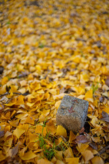 イチョウの落ち葉