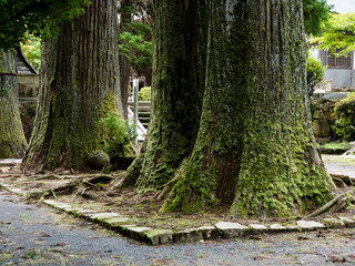 Old growth sugi trees on the grounds of a Buddhist temple in Japan