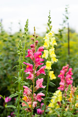 A group of purple-pink flowers in the garden