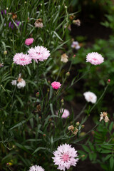 A group of purple-pink flowers in the garden