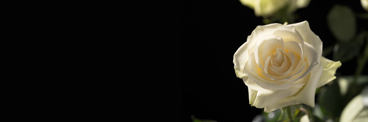 white rose on a black background close-up