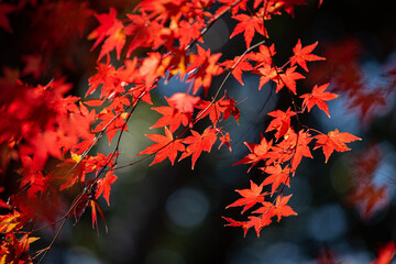 赤い紅葉