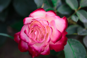 Rose flower macro. red and white rose flower closeup. High quality natural background. Beautiful background