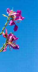 Pink and Magenta Orchids against a turquoise blue sky background for use as a cover photograph.