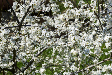 Fototapeta premium white flowering cherry plum branches in the garden in spring background backdrop