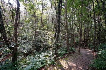 Fototapeta na wymiar fine boardwalk through thick wild forest