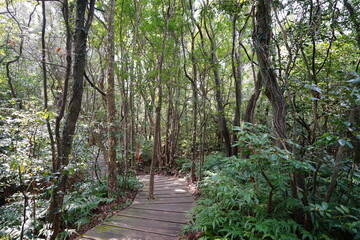 fine boardwalk through thick wild forest
