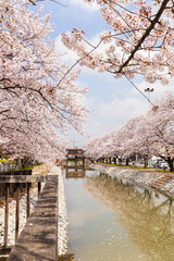 Obraz na płótnie Canvas 川沿いの桜並木