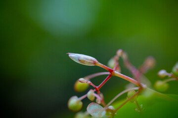 熱帯植物の近影