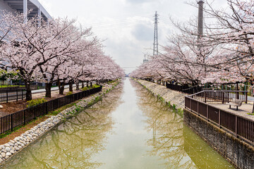 川沿いの桜並木