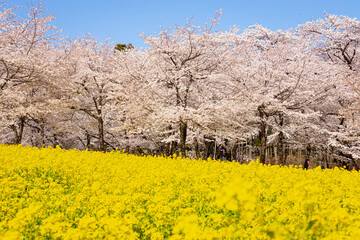 桜並木と菜の花畑