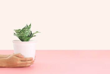 Hand holding Sansevieria trifasciata plant in a white minimal plastic pot with both hands on a pink table. Gardening lifestyle. Earth conservation with green plants. Earth day concepts.