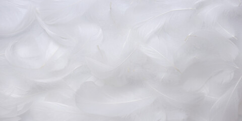 Fototapeta premium Soft White Feathers Texture Background. Swan Feathers