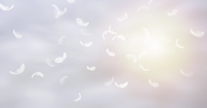 Group of White Bird Feathers Floating in Clouds Sky. Swan Feather Flying on Heavenly Concept. 
