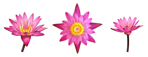 Isolated pink waterlily flower or lotus flower with clipping paths