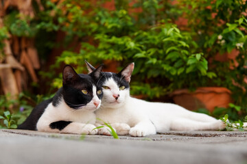 two domestic cats sitting together in the backyard and looking away, cats resting time, two cat friendship