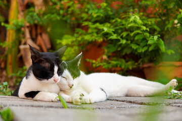 Two cute domestic cats with black and white stripes lying on bricks in love and friendship.