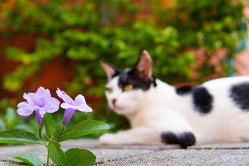 selective focus on purple flowers and blur body of cat.