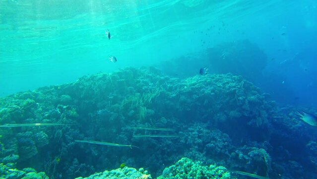 Garfish. Needle fish in the red sea by the coral
