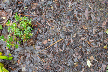 Ground with leaves and grass after rain. Top view texture. Forest after the rain.