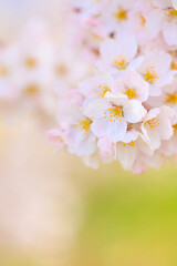cherry blossom close up