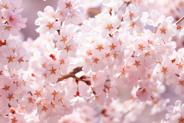 Obraz premium pink cherry blossom in spring