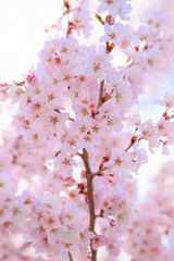 pink cherry blossom in spring