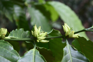 Robusta coffee flower buds on tree plant with natural green leaf in background